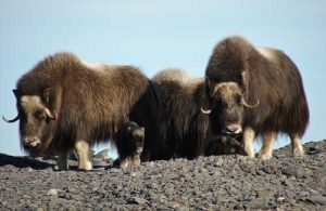 Muskox - Bering Land Bridge National Preserve (U.S. National Park Service)