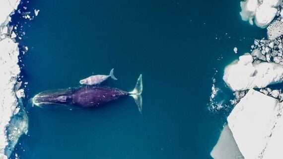 Longer body size means more female calves for baleen whale moms
