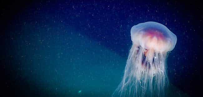PHOTO - Genus Cyanea, a jellyfish well-known to bloom and occur in large numbers in surface waters - NOAA 
