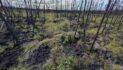Research finds past burns can limit Alaska wildfire spread