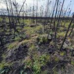 Photo by Ben Gaglioti New vegetation emerges across a recently burned Alaska landscape. Research led by Ben Gaglioti shows that previously burned areas can act as natural barriers to future wildfire spread by reducing available fuels.