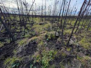 Photo by Ben Gaglioti
New vegetation emerges across a recently burned Alaska landscape. Research led by Ben Gaglioti shows that previously burned areas can act as natural barriers to future wildfire spread by reducing available fuels.