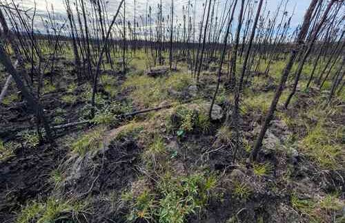 Research finds past burns can limit Alaska wildfire spread
