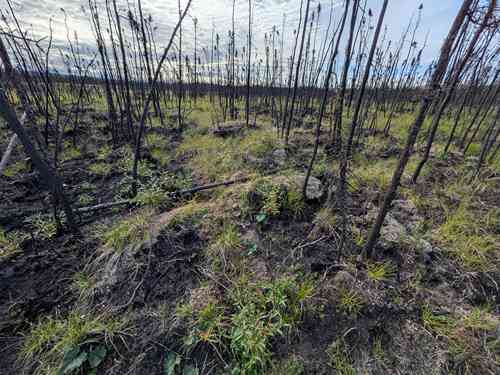 Research finds past burns can limit Alaska wildfire spread