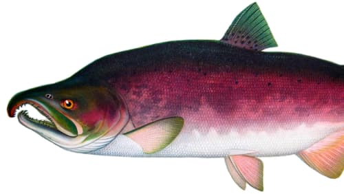 DDT in Alaska Meltwater Poses Cancer Risk for People Who Eat Lots of Fish