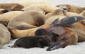 Mother sea lions and pups at San Miguel Island. Credit: Anthony Orr, NOAA Fisheries; NMFS permits 782-1812, 16087, 22678