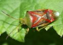 Our large army of little green shield bugs comes and goes