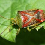 Photo by Andrew Meeds A birch shield bug sits on a leaf in Anchorage in September 2021.