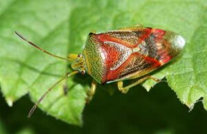 Photo by Andrew Meeds
A birch shield bug sits on a leaf in Anchorage in September 2021.