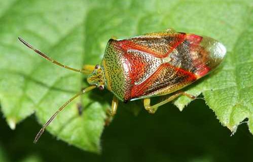 Our large army of little green shield bugs comes and goes