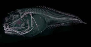 CT scan of the Atacama snailfish. Image-Newcastle University