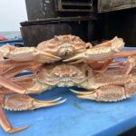 Snow Crab Collapse Linked to Energetic Limitations During a Marine Heatwave Snow crabs sampled during the 2024 eastern Bering Sea bottom trawl survey. Credit: NOAA Fisheries / Erin Fedewa