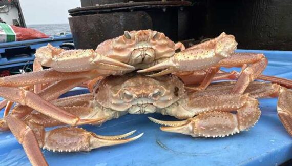 Snow Crab Collapse Linked to Energetic Limitations During a Marine Heatwave