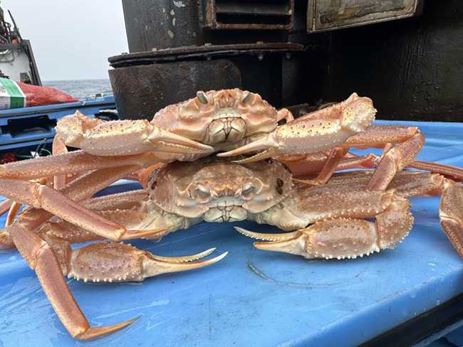 Snow Crab Collapse Linked to Energetic Limitations During a Marine Heatwave