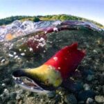 A spawning sockeye salmon.Jason Ching/University of Washington