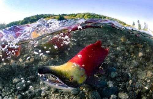 Fish Creek Sport Fishery Opens August 3 with Increased Sockeye Salmon Limits