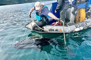 Catherine Spangler assists with the shark handoff between boats. (Photo by Lizi Byrd)
