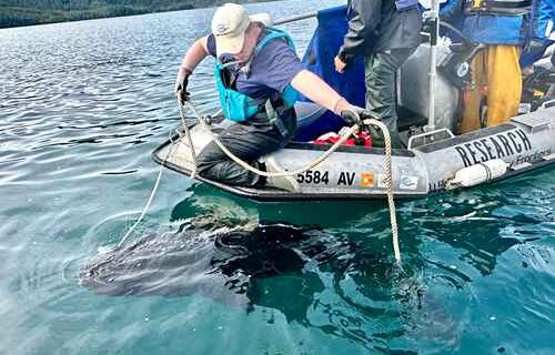 Undergrad helps reel in elusive shark species