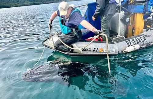 Undergrad helps reel in elusive shark species