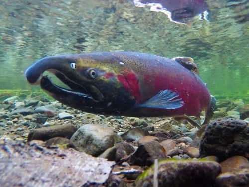 Deshka River Closed to Retention of Coho Salmon; Other Susitna River Streams Remain at One Coho Salmon Bag Limit
