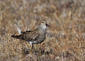 Pectoral Sandpipers and other shorebirds are being exposed to high levels of mercury in Alaska. CREDIT B. Lagasse