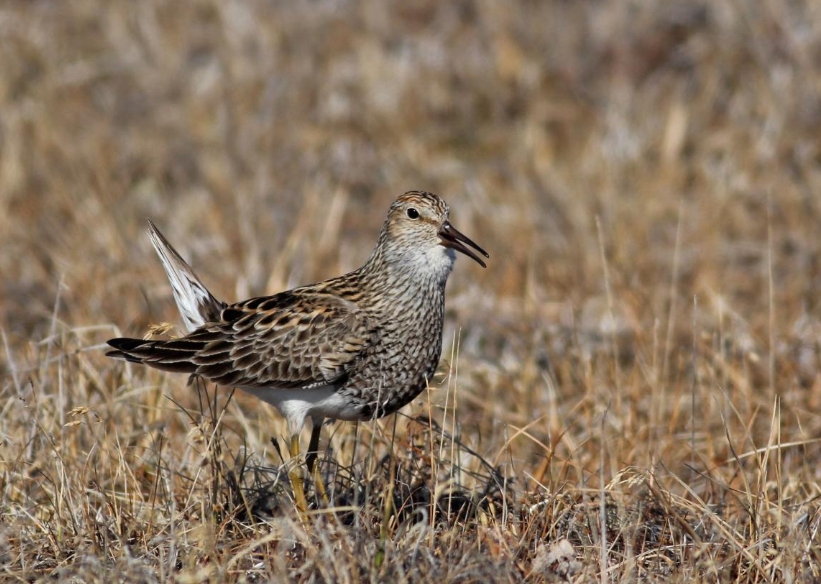 Alaska’s Shorebirds Exposed to Mercury