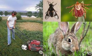 Tularemia is a disease of animals and humans caused by the bacterium Francisella tularensis. Rabbits, hares, and rodents are especially susceptible and often die in large numbers during outbreaks. Humans can become infected through several routes. Image-CDC