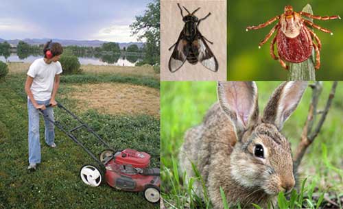Pet Owners Take Note: Abundant Hares Suggest Impending Tularemia Outbreak