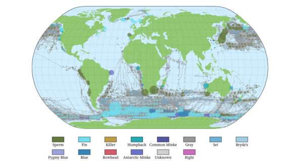 WhaleVis turns more than a century of whaling data into an interactive map