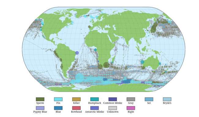 WhaleVis, pictured here, shows data on global whale catches and whaling routes from 1880 to 1986.University of Washington

