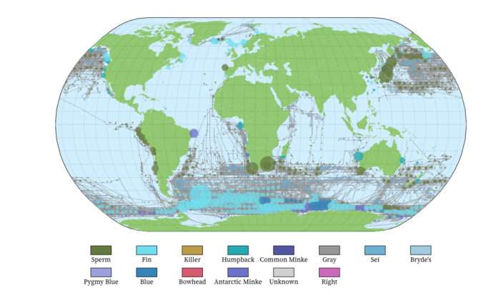 WhaleVis turns more than a century of whaling data into an interactive map