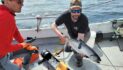 Salmon tagging data could help trawlers reduce bycatch