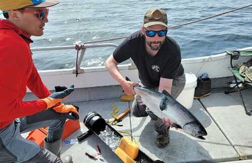 Salmon tagging data could help trawlers reduce bycatch