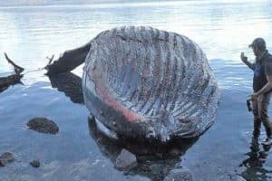 Dan Kirkwood of Pack Creek Bear Tours takes photos of the humpback whale carcass that washed ashore on Admiralty Island. Image-ADF&G