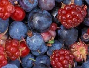 Alaska berries
