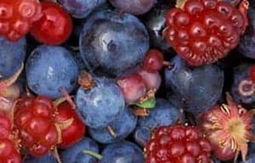 Learn about the health benefits of Alaska berries