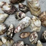 Oysters grown on Alaskan aquaculture farms. Credit: NOAA Fisheries