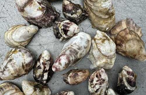 NOAA Fisheries Asks for Public Comment on Identifying Aquaculture Opportunity Areas in Alaska State Waters