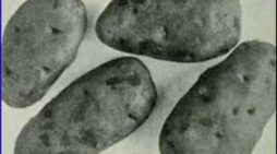 This Day in Alaska History-October 10th, 1915