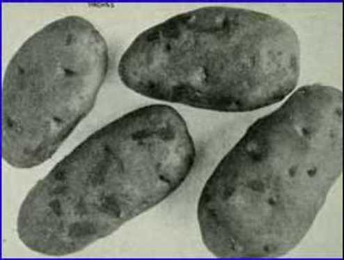 This Day in Alaska History-October 10th, 1915