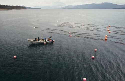 Kelp Farms and Marine Life Co-Exist in Southeast Alaska