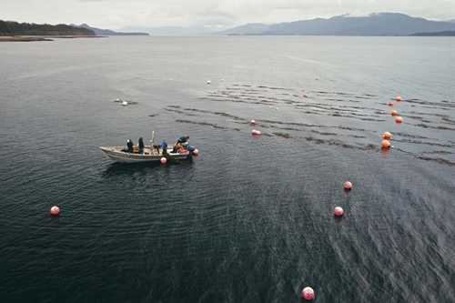 Kelp Farms and Marine Life Co-Exist in Southeast Alaska