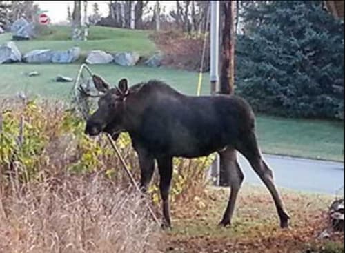 Sharp-Eyed Citizens Sought for 2019 Anchorage Moose Survey Project