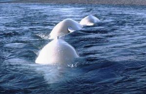 Three Beluga Whales. Image-K Frost/ADF&G