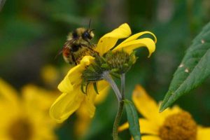 Bombus bifarius, one of the three species of bumble bees studied by researcher Jane Ogilvie and her team. Image-FSU