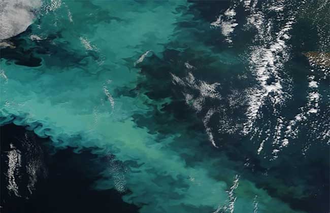 Satellite view of a coccolithophore bloom in September 2014. Satellite imagery acquired by NASA’s Aqua/MODIS satellite. Image Courtesy: NASA Earth Observatory
