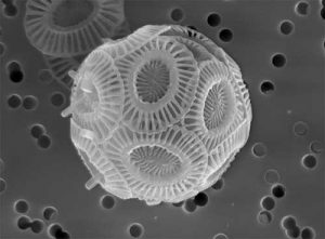 Scanning electron microscope image of a coccolithophore from a 2015 bloom in the Eastern Bering Sea. Image Courtesy: Paul Matson, University of California Santa Barbara