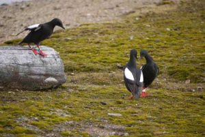 Black Guillemots are mating and laying their eggs earlier each spring due to a changing Arctic climate. Photo Courtesy of Mike Morrison/ Friends of Cooper Island via NOAA