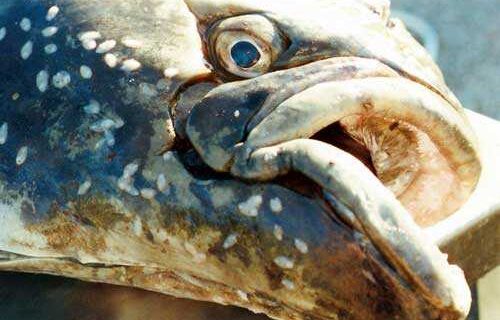 NOAA proposes compensated reallocation program between halibut commercial and charter sectors