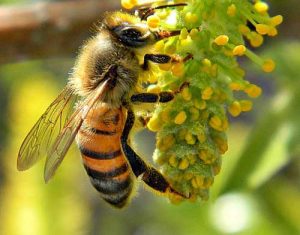 Honey Bee on Willow Catkin. Image-Bob Peterson